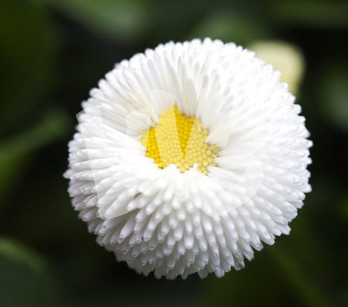 bloemen en planten vvbvanbree     1112